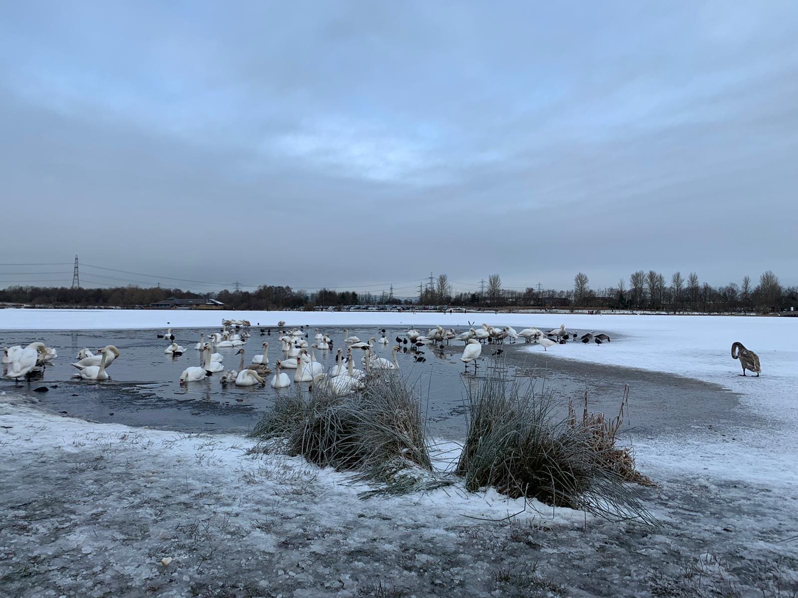 #BoldDailyThought Be A Swan – Owen Mullen