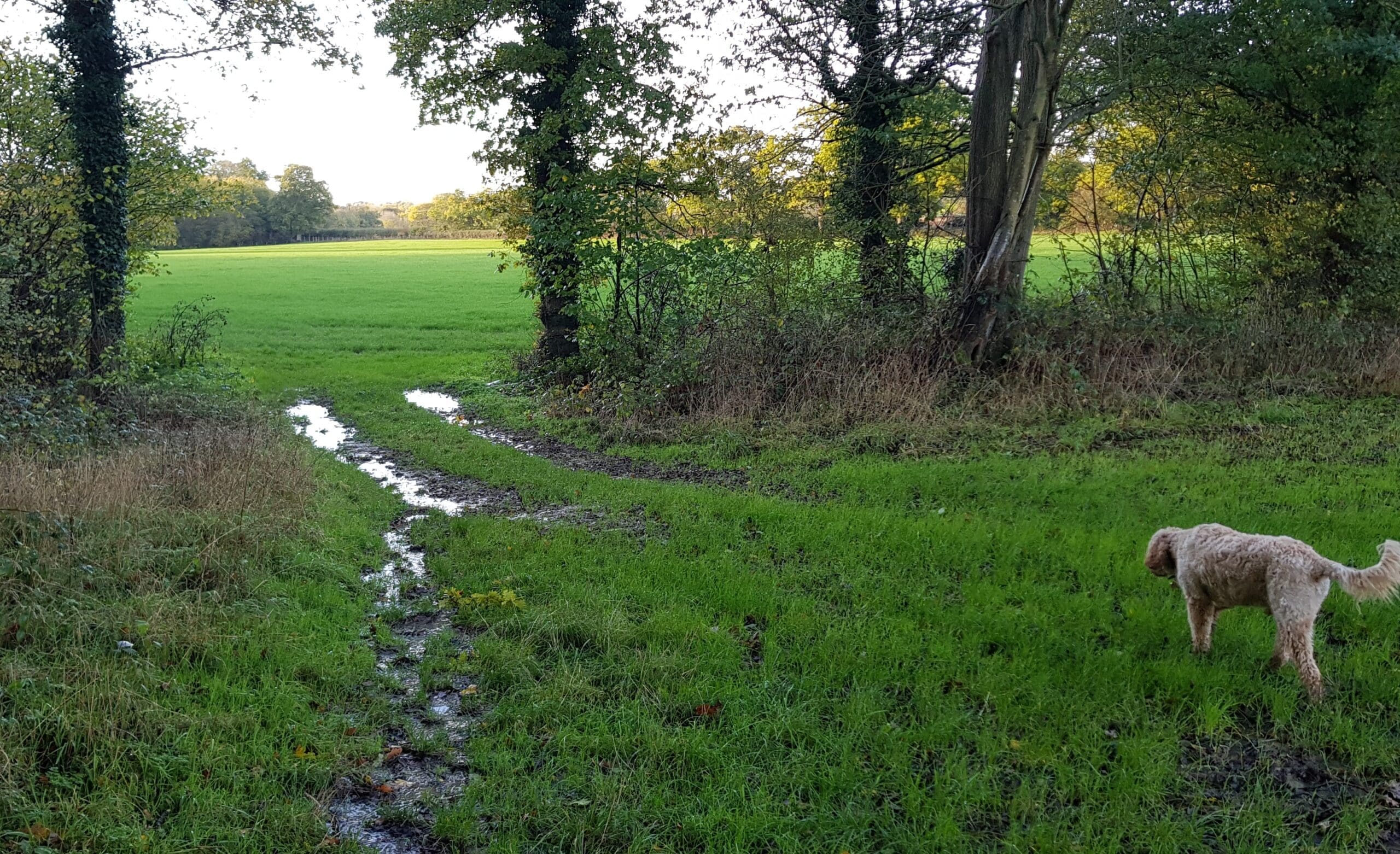 Town vs Country – which is more fun? by Phoebe MacLeod
