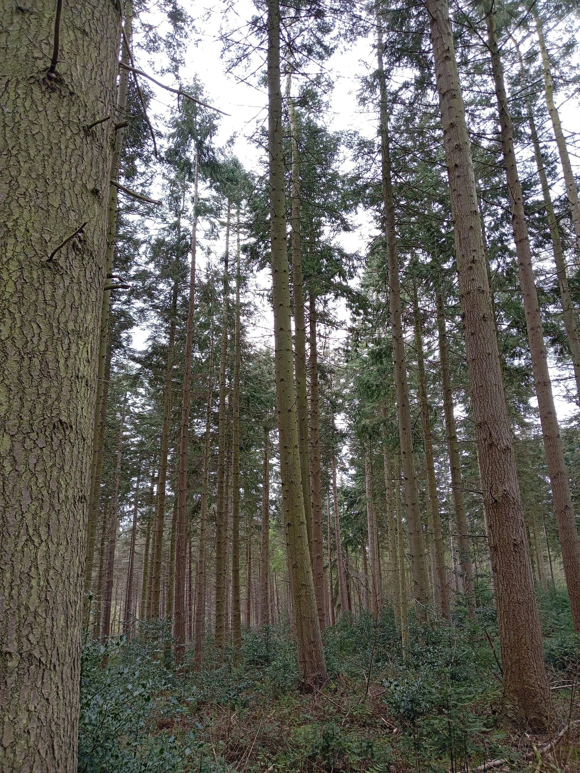 The Norfolk Murders: Why Bacton Wood?