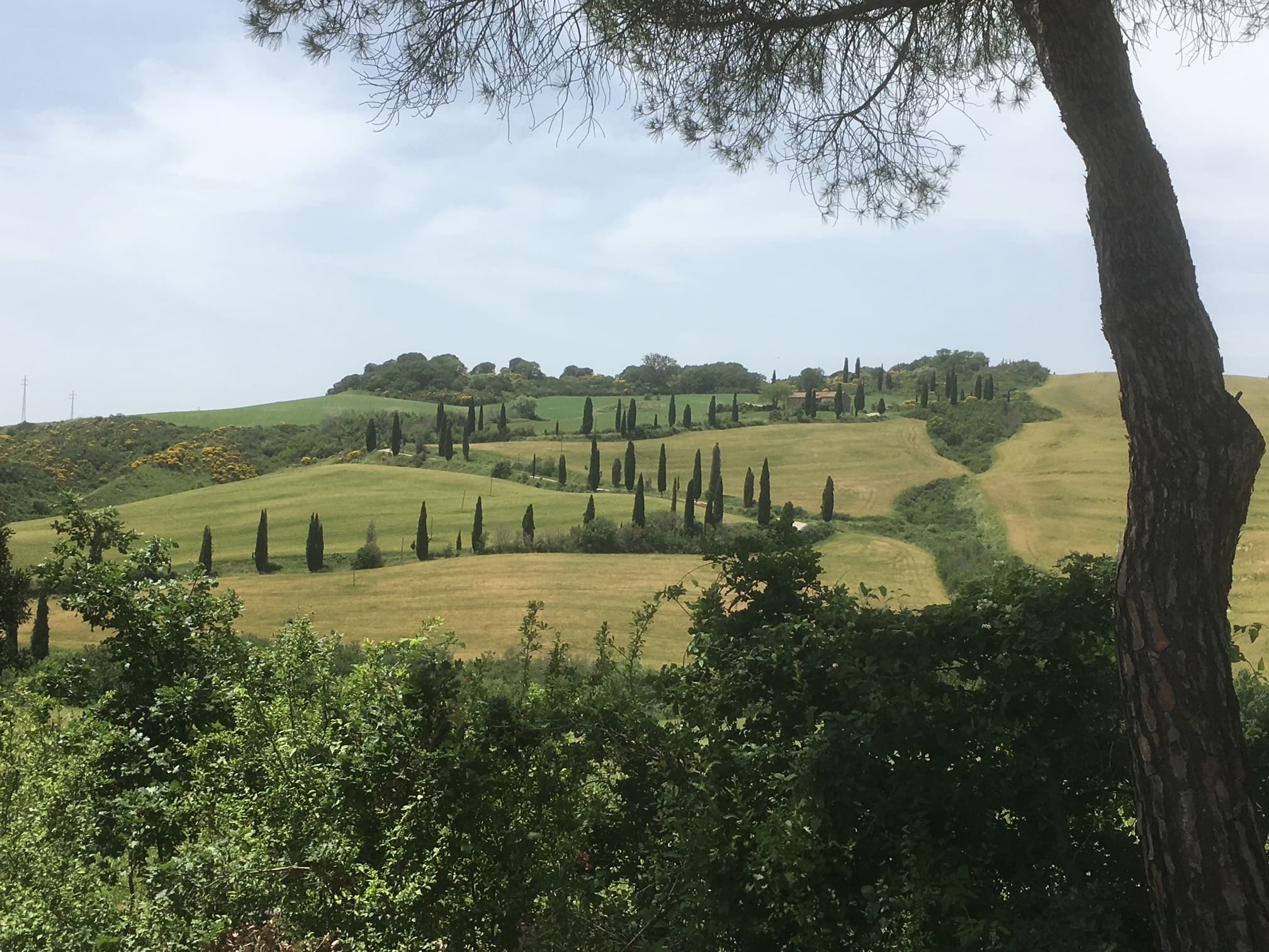 Tuscany and Wine by T. A. Williams