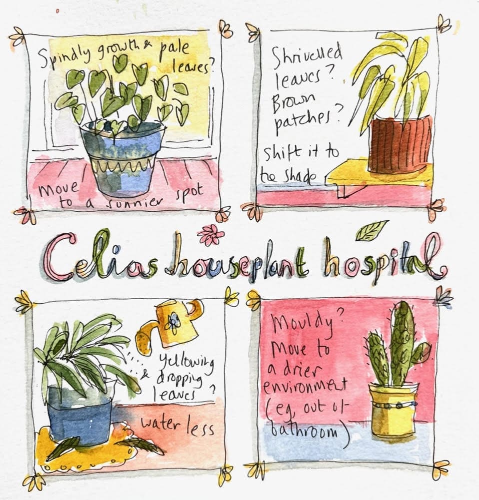 My life in plants: small triumphs. Many disasters…